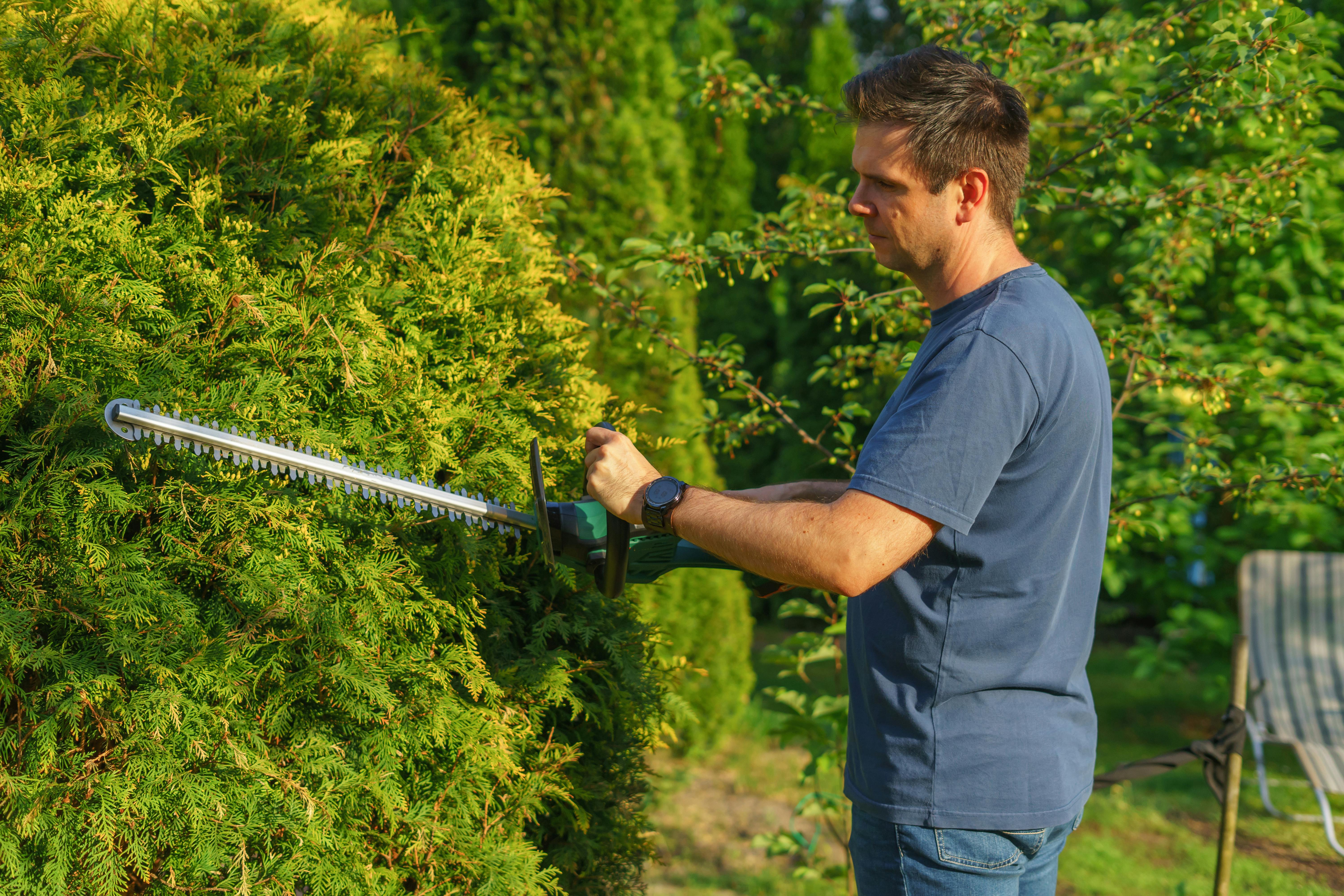 Gardener trimming a hedge in a sunny garden