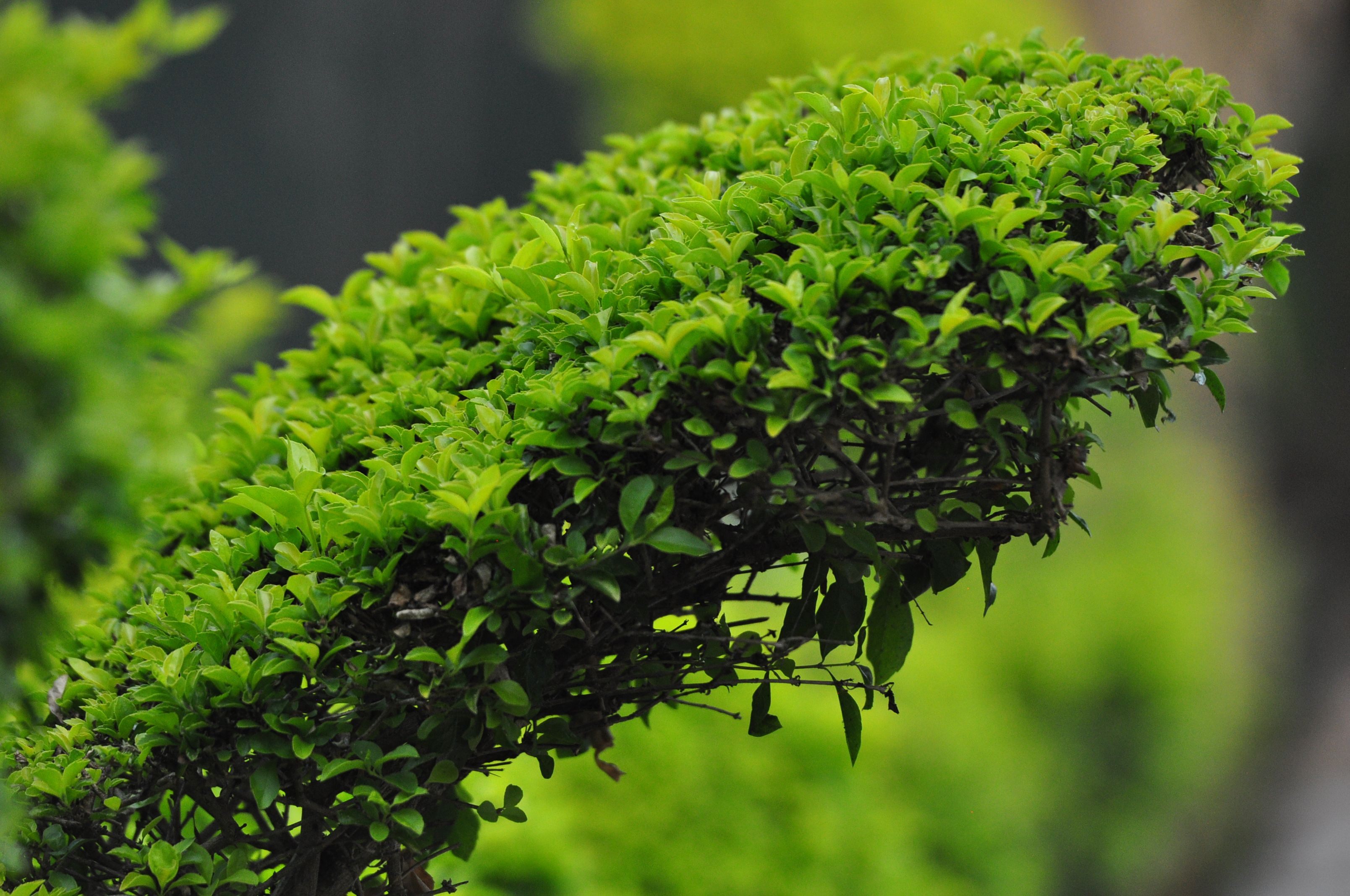 Close-up of a freshly trimmed green hedge