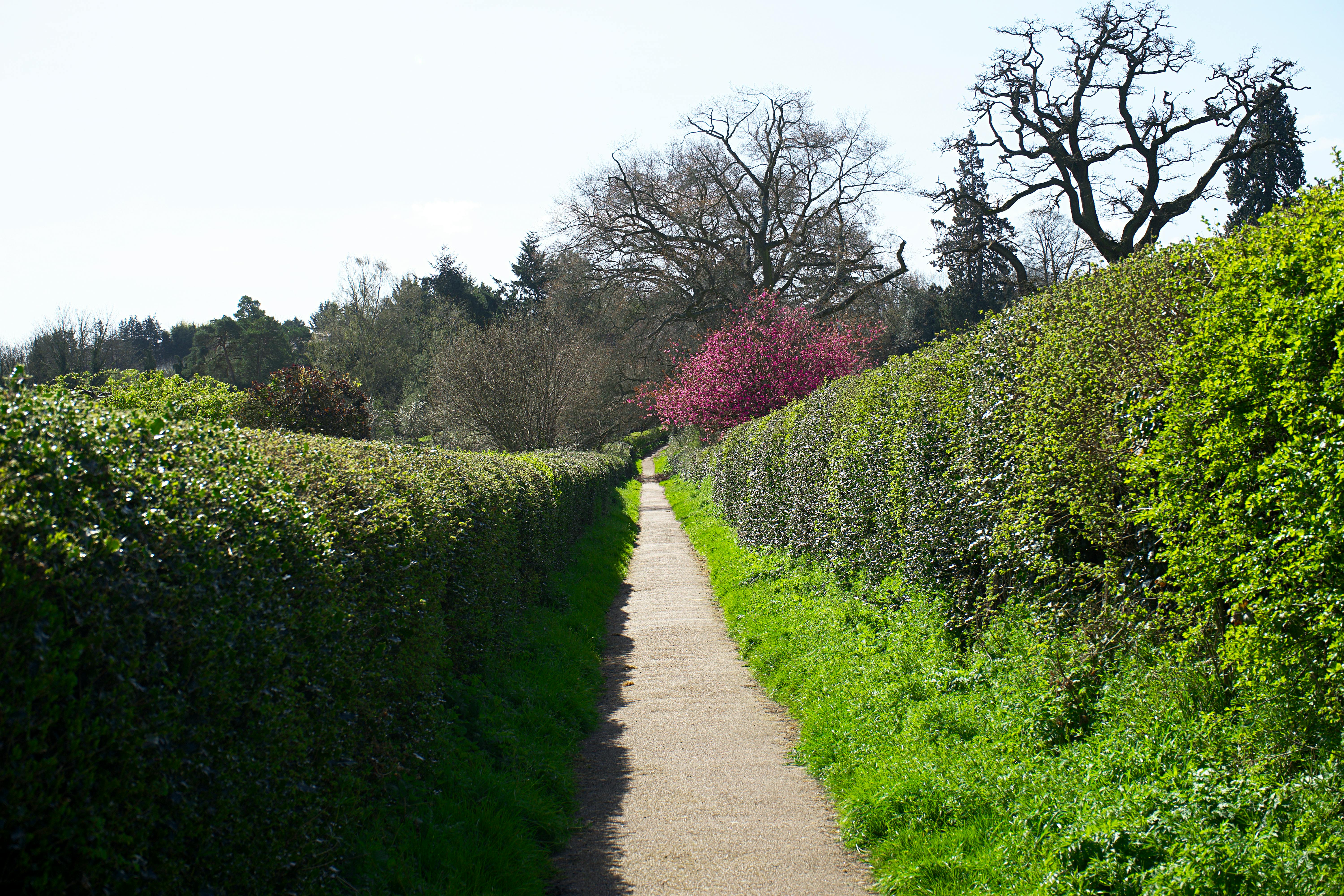 UK hedge-lined garden path with mature planting